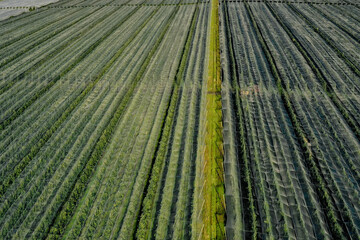 Aerial view of plastic greenhouse on apple orchard. Plant cultivation in organic farming. - Powered by Adobe