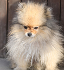 Fototapeta premium portrait of a funny little spitz dog