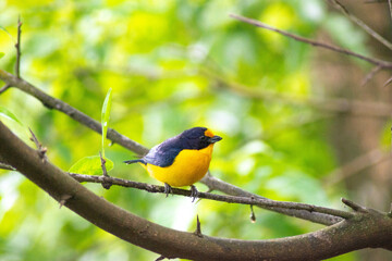 Black and yellow bird