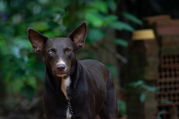 Dog with heterochromia, good quality