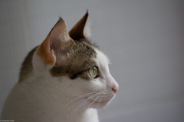 profile cat, white background
