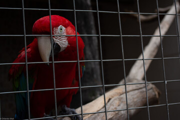 red macaw wooden perch