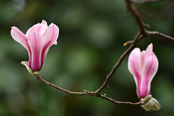 pink magnolia in spring