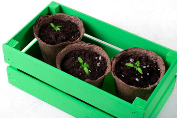 Tomato seedling in three peat pots in the green crate. Gardening and preparing for planting season