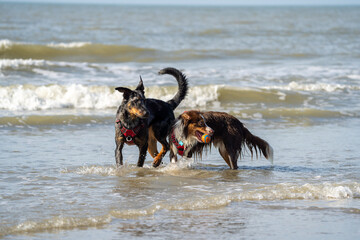 Two dogs playing in the water at sea, having fun, on a sunny day at summer, in the blue water