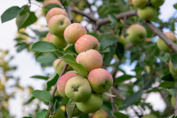 Ripe apples on the branches.