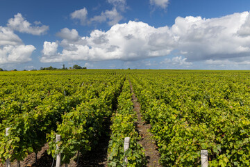 Fototapeta na wymiar Typical vineyards near Saint-Estephe, Bordeaux, Aquitaine, France