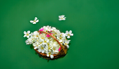 Smelly spring blossoms in a handmade wooden basket floating in water