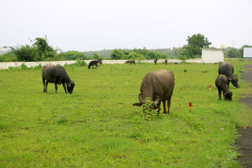 many Black buffalo’s eating green grass in filed