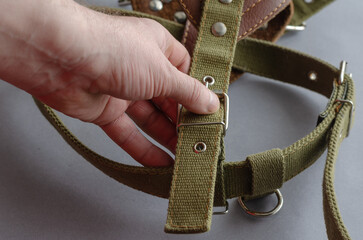 A man's hand holds a dog harness on a gray background.