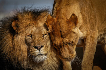 Obraz na płótnie Canvas Lion and lioness
