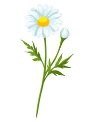 Illustration of chamomile flower. Beautiful decorative spring plant.