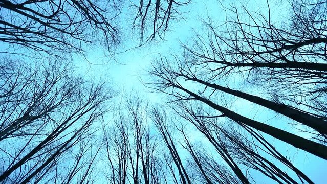 widok w g&oacute;rę na piękny las