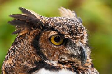 Beautiful closeup great horned owl.