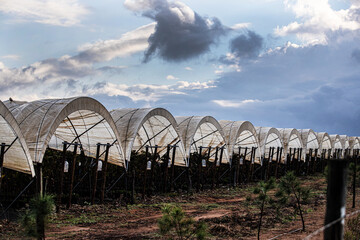 greenhouses in Portugal
