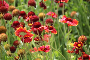 Red Flowers In The Garden