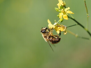 BEE CATCHING YELLOW-FLOWERED POLLEN WITH GREEN BACKGROUND