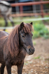 Fototapeta premium portrait of a horse