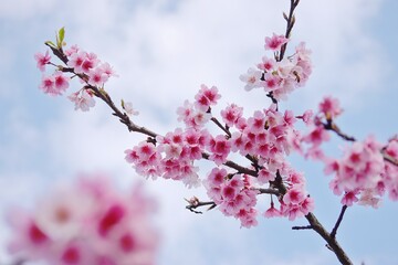 The beautiful pink cherry blossoms( Prunus x kanzakura Makino cx. Oh-kannzakura ) in spring time. The Oh-kanzakura is a hybrid of a Taiwanese and Japanese cherry species.