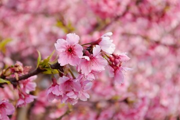 The beautiful pink cherry blossoms( Prunus x kanzakura Makino cx. Oh-kannzakura ) in spring time. The Oh-kanzakura is a hybrid of a Taiwanese and Japanese cherry species.
