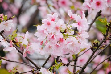 The beautiful pink cherry blossoms( Tairyo-zakura ) in spring time. The Tairyo-zakura is a Japanese cherry blossom species that adapts extremely well to Taiwan’s climate and soil.