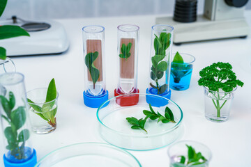 Microscope and young plant in science test tube , lab research biochemistry , biotechnology concept