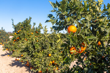 Oranges grow on trees on the farm