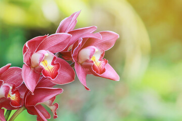 Closeup of Blooming Pink Cymbidium Orchid Flowers with Natural Green Background