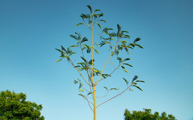 Beautifull nature with clean sky