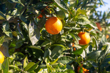 Oranges grow on trees on the farm