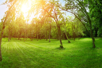 Fototapeta na wymiar zielony sad w promieniach porannego słońca