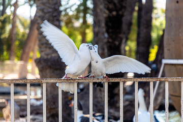 White pigeon in summer against a background of green trees