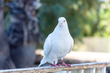 White pigeon in summer against a background of green trees