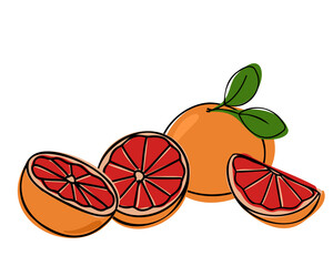 Orange or grapefruit hand drawn set. Whole and cut fruits. Vector illustration in doodle style