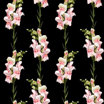 Floral Seamless Pattern with Antirrhinum spring flowers. Blooming Flowers on black Background.