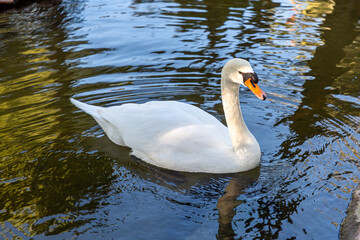 A white swan swims in a pond with blue water