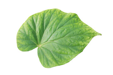 Fresh Green Leaf of Begonia Plant Isolated on White Background w