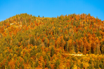 autumn forest near Dachstein in Austria