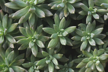 Closeup of Succulent Plants as Natural Pattern Background