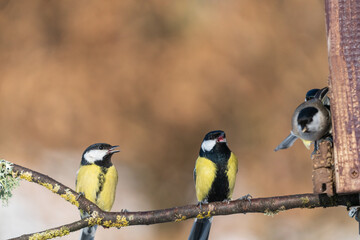 The Great Tit (Parus major)