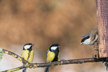 The Great Tit (Parus major)