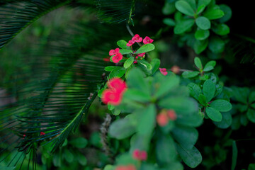 Red Flower in Garder