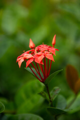 Red geranium Flower