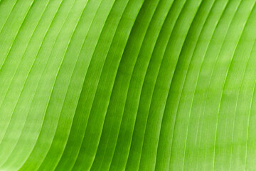 banana tree big leaf background, striped texture abstract background