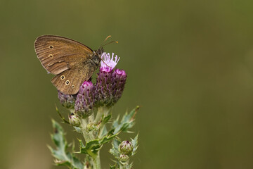 Brauner Waldvogel (Aphantopus hyperantus)