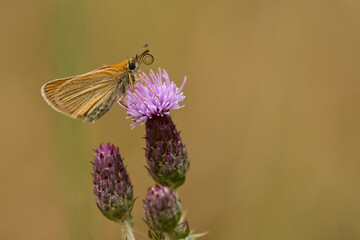 Braunkolbiger Braun-Dickkopffalter (Thymelicus sylvestris)
