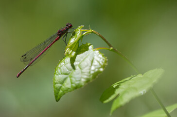 Frühe Adonislibelle (Pyrrhosoma nymphula)