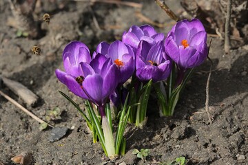 krokusy