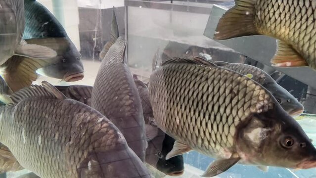 Live carp fish in a supermarket aquarium