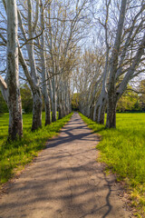 Plane alley in the castle park in Straznice, Southern Moravia, Czech Republic